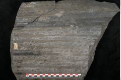 Foto (Detailansicht) von Sigillaria remiformis Brongniart (NHMW-GEO-2024-0188-11231)